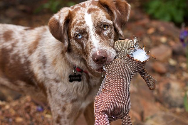 Dog holding a torn toy in its mouth while standing in an outdoor garden. Perfect for illustrating pet behavior, playful pets, and outdoor pet activities. Suitable for use in articles about pet care, dog toys, and summer fun with pets.