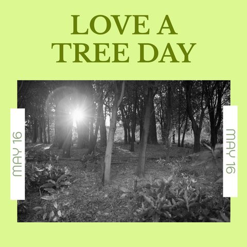 Love a Tree Day Concept with Sunrise Through Forest - Download Free Stock Templates Pikwizard.com