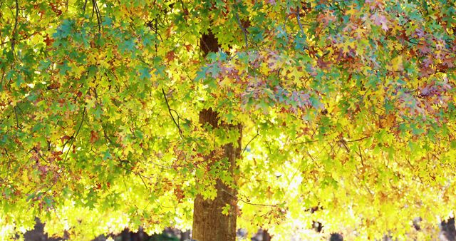 Bright autumn tree with vibrant yellow and green leaves illuminated by sunlight. Ideal for seasonal themes, nature backgrounds, environmental presentations, and promoting outdoor activities.