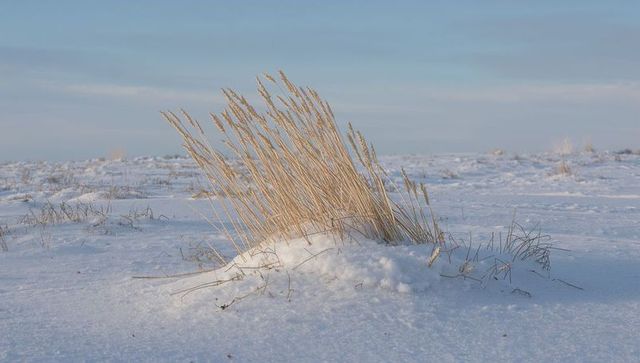 Leaning golden dune grass on snowy plain under pale blue winter sky