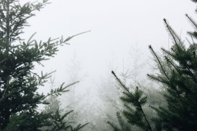Dense fog envelops a serene pine forest, creating a calm and peaceful atmosphere. Ideal for use in nature-themed designs, calming visual content, or as a contemplative background in presentations and websites.