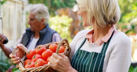 Mature Couple Harvesting Organic Tomatoes in Garden - Download Free Stock Images Pikwizard.com