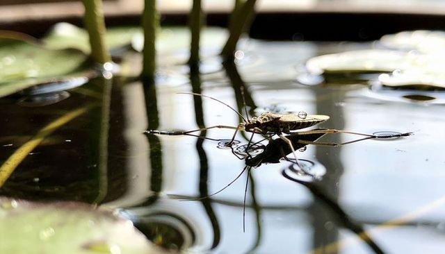 Water strider gliding on pond surface with ripples and reflections macro closeup