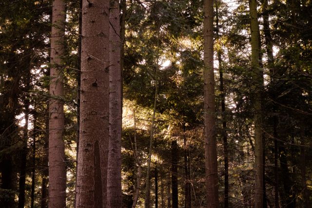 Sunlight Streaming Through Dense Pine Forest - Download Free Stock Photos Pikwizard.com