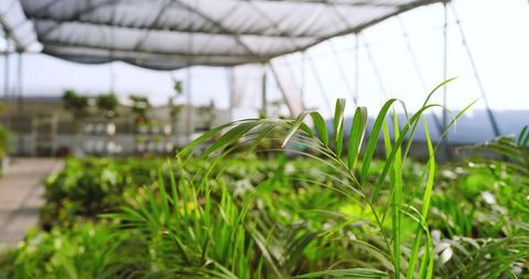Lush Potted Palm Fronds in Sunlit Greenhouse Nursery