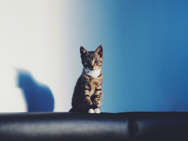 Adorable Kitten Sitting on Black Couch in Sunlit Room - Download Free Stock Photos Pikwizard.com