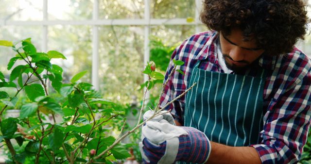 Young man wears plaid shirt and apron, focusing intently while pruning plants in a greenhouse filled with lush green foliage. This image is perfect for gardening blogs, horticulture advertisements, or educational materials about plant care.