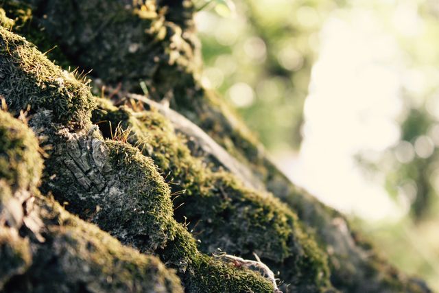 Close-up view of a tree trunk covered in lush green moss, with sunlight filtering through the leaves in the background. The bokeh effect adds a dreamy quality to the scene. Ideal for use in outdoor themed projects, environmental campaigns, nature studies, or as a background image for websites and presentations emphasizing natural textures and greenery.