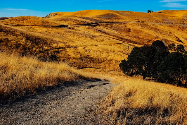 Dirt path winding through a beautiful golden hillside with dry grass and scattered trees under a bright blue sky. Ideal for promoting outdoor activities, nature exploration, and adventure travel. Perfect for websites, brochures, travel agencies, and magazines.