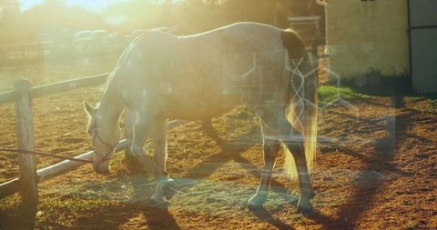 Gentle Grey Horse Grazing in Sunlit Farm Paddock