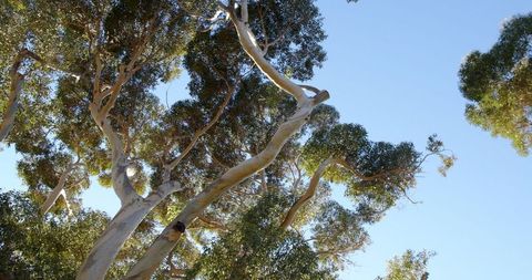 Eucalyptus tree against clear blue sky showcasing twisting branches