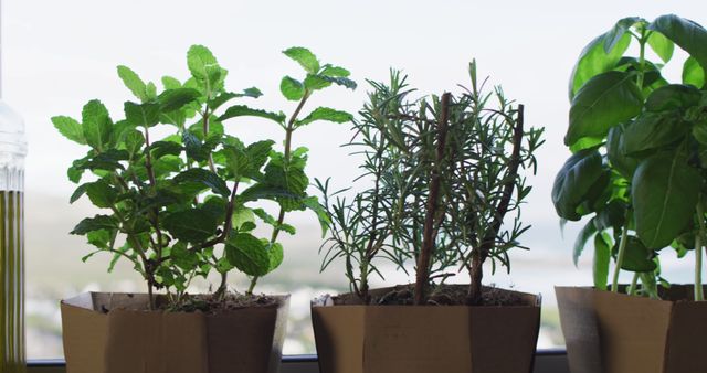 Herb plants mint, rosemary, and basil growing in cardboard pots on windowsill. Perfect for articles or blogs on indoor gardening, organic farming, sustainable living, or healthy cooking. Ideal for promoting gardening products, kitchen tools, and sustainable packaging solutions.