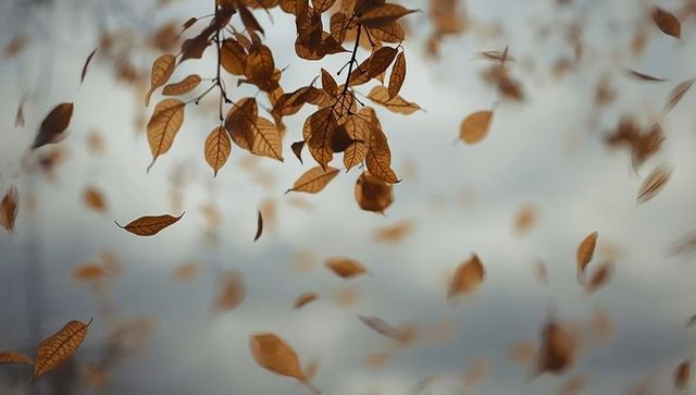 Autumn Leaves Swirling Against Cloudy Sky