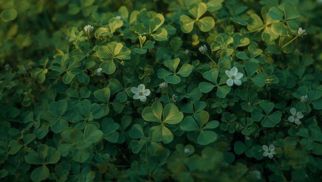 Dappled Clover Groundcover with White Flowers Macro Close-Up for Nature Backgrounds
