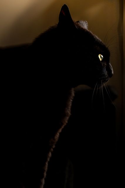 Black cat standing in partial darkness, with only its eye illuminated, creating a mysterious and eerie effect. Ideal for use in Halloween themes, pet care blogs, or promoting nocturnal animal behavior. Highlights the elegance and mystery associated with black cats.