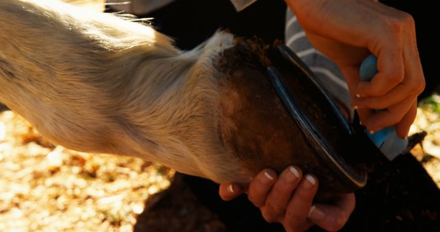 Person Caring for Horse's Hoof - Download Free Stock Images Pikwizard.com