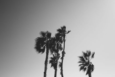 Wind Swaying Palm Trees Against Clear Sky