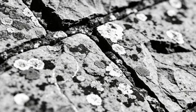 Cracked lichen-covered bedrock texture close-up in high-contrast monochrome