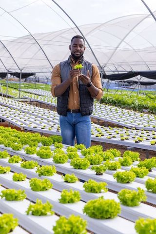 Hydroponic lettuce inspection indoor hydroponics farm innovation