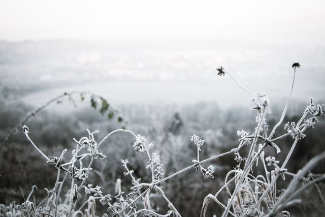 Captures frost-covered plants against a misty, cold hillside backdrop. Perfect for illustrating themes of winter, nature, and tranquility. Suitable for seasonal articles, blog posts about winter beauty, and background imagery for tranquil and serene settings.