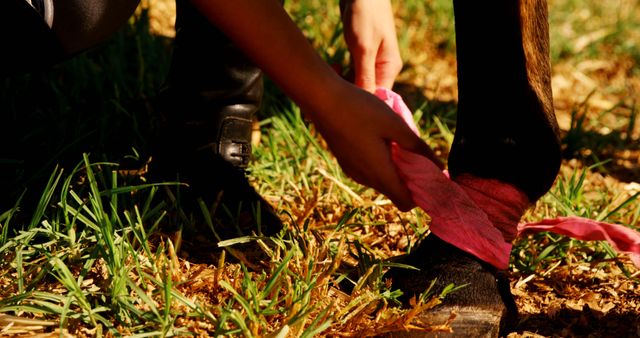 Person Wrapping Horse Leg with Pink Bandage - Download Free Stock Images Pikwizard.com