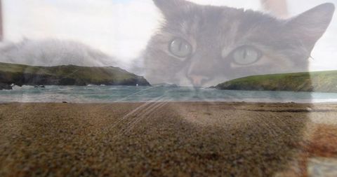 Translucent tabby face blending with coastal cove double exposure over sandy shore and surf