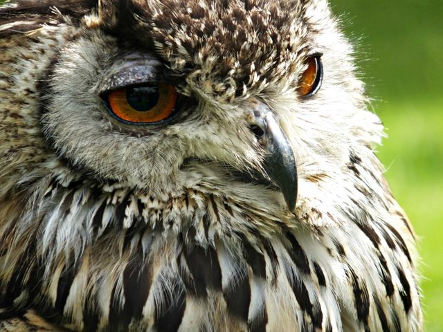 Detailed close-up shot of a Eurasian Eagle Owl showcasing its intense orange eyes and detailed plumage. Ideal for use in wildlife documentaries, educational materials about birds, nature websites, and articles focusing on birds of prey. Can also be used in marketing for wildlife conservation projects.