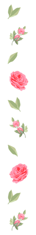 pink floral design with roses on transparent background - Download Free Stock Videos Pikwizard.com