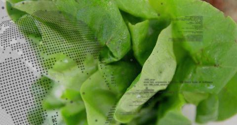 Fresh green lettuce closeup showing water droplets, soil texture and halftone code overlay