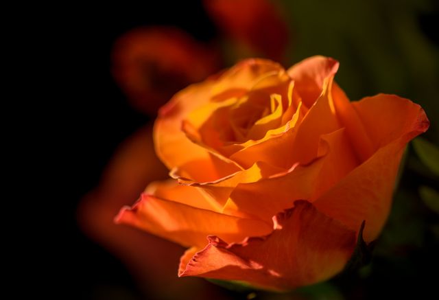 This shows a close-up view of a vibrant orange rose in full bloom, highlighting the delicate petals against a dark background. Perfect for use in romantic designs, floral-themed projects, nature presentations, or backgrounds for greeting cards.