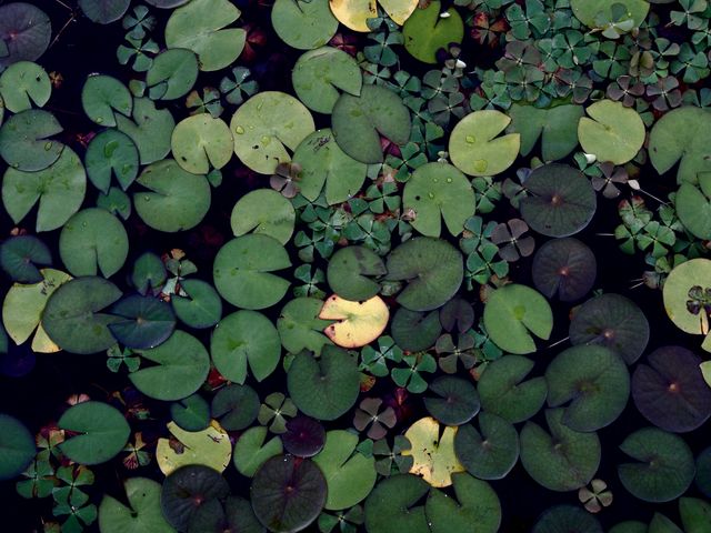 Lily pads floating on a calm body of water create a tranquil, serene scene. Useful for nature, garden, botanical themes in printed materials, websites, and social media posts. Ideal for environmental, sustainability, and wellness projects about relaxation and natural beauty.