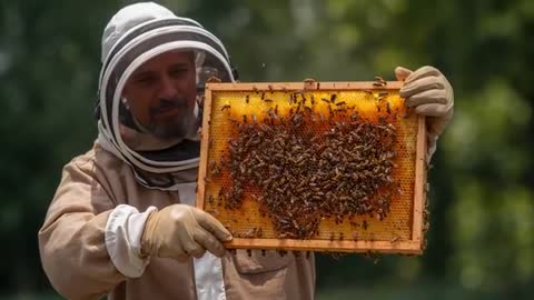 Beekeeper Inspecting Honeycomb Frame Covered in Bees While Wearing Protective Suit at Apiary