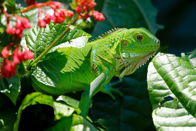 A vibrant green iguana rests on a leafy branch surrounded by lush greenery and red flowers. Great for nature and wildlife themed projects, educational materials about reptiles, tropical ecosystem advertisements, or environmental conservation campaigns.