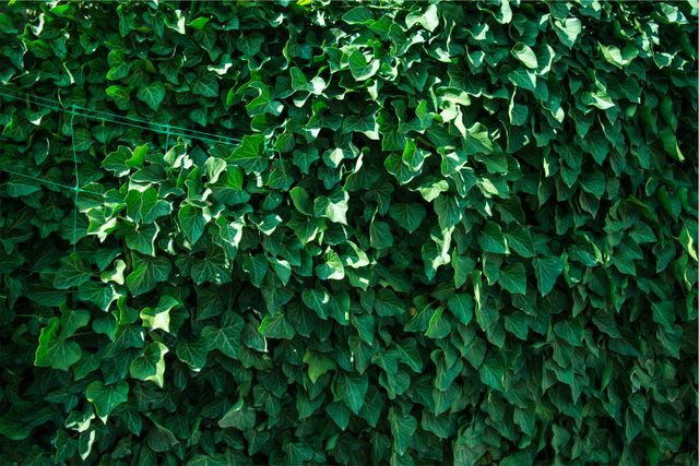 Dense green ivy leaves covering wall in natural environment. Ideal for use in backgrounds, environmental themes, garden and landscaping designs. Perfect for promoting greenery, outdoor beauty, and nature-related projects.