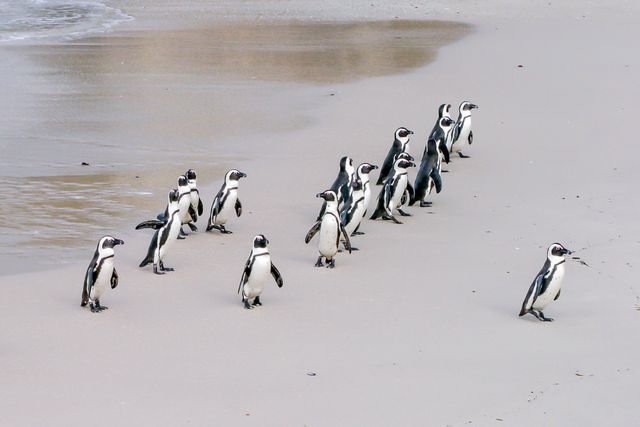 Perfect for topics related to wildlife, marine biology, animal behavior, or coastal ecosystems. Ideal for educational content about African penguins, environmental conservation campaigns, travel and tourism to observe wildlife, or nature documentaries highlighting penguin habitat and behavior.