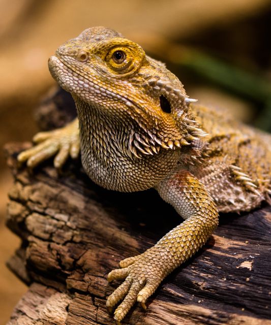Bearded dragon resting on log with detailed scale textures. Perfect for educational content, wildlife photography, nature presentations, or pet care guides.