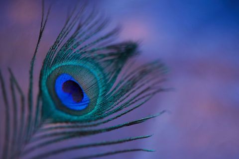 Elegant close-up of peacock feather with textured details