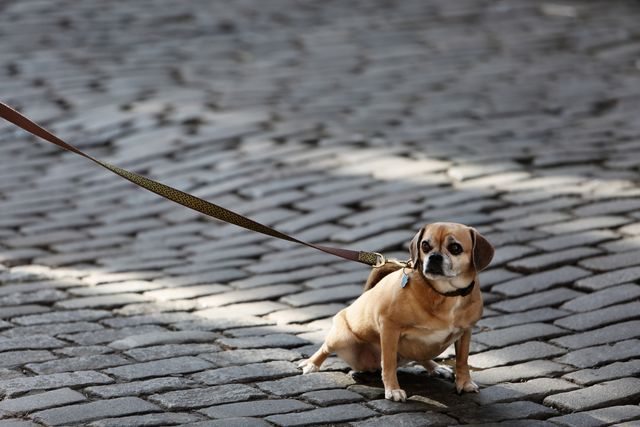Pug Beagle mix dog sitting on cobblestone street with leash attached, outdoors in urban area. Ideal for themes related to pets, dog walking, city life, urban exploration, and dog-friendly environments.