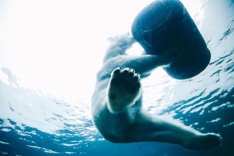 Polar Bear Swimming Underwater with Buoyant Toy