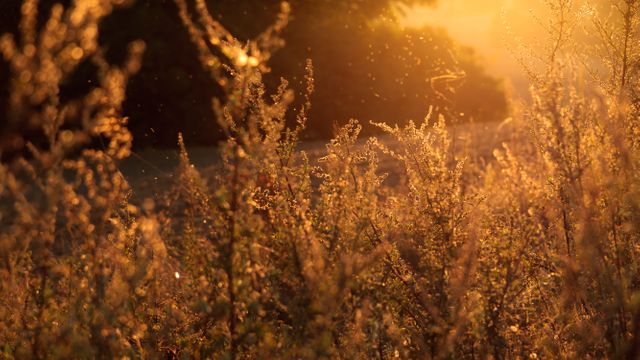 Beautiful golden meadow with plants illuminated by sunset light, creating a warm and serene atmosphere. Flying insects add life to the tranquil outdoor summer scene.