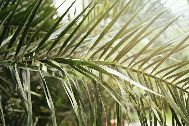 Close-up of Sunlit Green Palm Leaves in Tropical Garden - Download Free Stock Photos Pikwizard.com