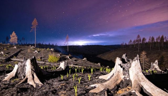 Charred forest regenerating at night with fresh green shoots and starry violet sky