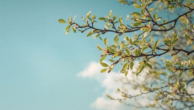 Sunlit spring branch with fresh green buds reaching into turquoise sky with soft clouds