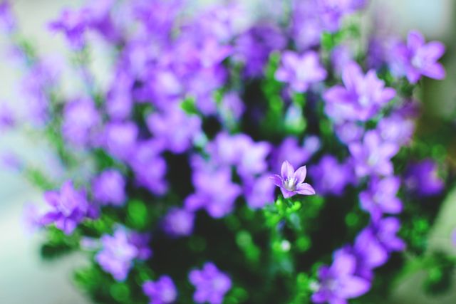 Purple Flower Lilac - Download Free Stock Photos Pikwizard.com