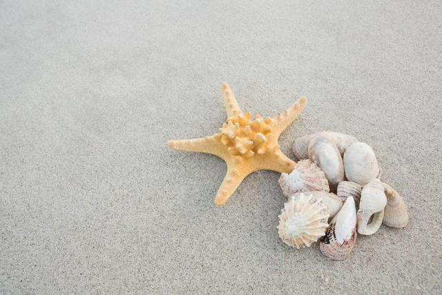 Starfish and various sea shells arranged on sandy beach. Suitable for promoting beach vacations, summer holidays, marine life themes, and nature-inspired decorations.