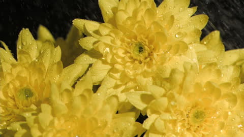 Dewy Yellow Flowers in Soft Illumination