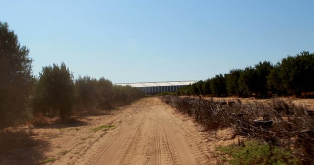 The scene features a dirt road aligned with rows of olive trees on either side, extending into the horizon under a clear blue sky. A rural shed is visible in the background, nestled between the foliage. This image can be used for agricultural themes, rural lifestyle promotions, environmental stories, eco-friendly projects, and tourism advertisements targeting nature explorers.