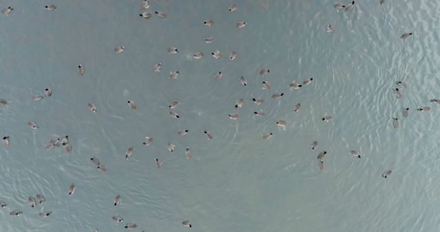 Aerial view of a flock of flamingos in shallow water. Captured from above, the birds create a serene pattern on the water's surface.