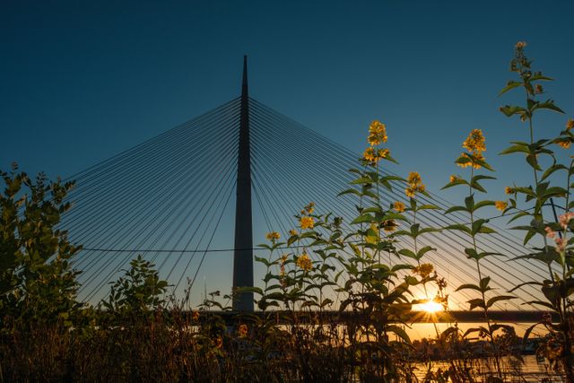 Impressive cable-stayed bridge framed by tall flowering plants captures the blending of nature and modern engineering against a sunset sky. Sun rays filter through while outlining the structure beautifully, suitable for travel, infrastructure, or nature-technology contrast themes.