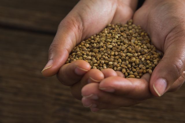 Close-up of hands holding coriander seeds against wooden table